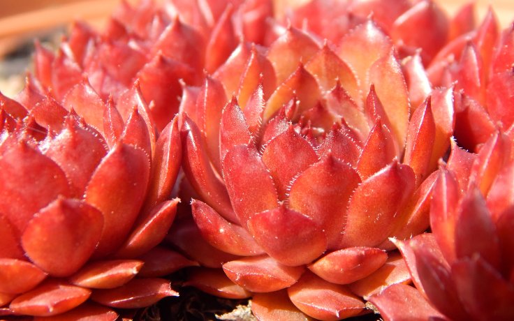 Sempervivum Fire Glint - frosty plant