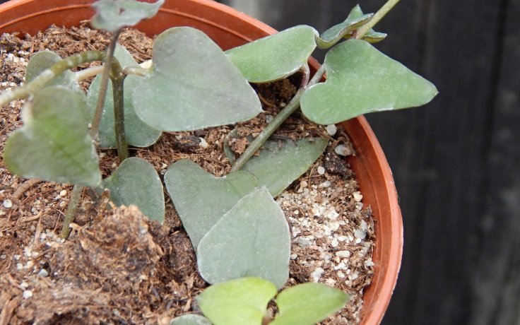 Ceropegia linearis Remy - pokojový sukulent