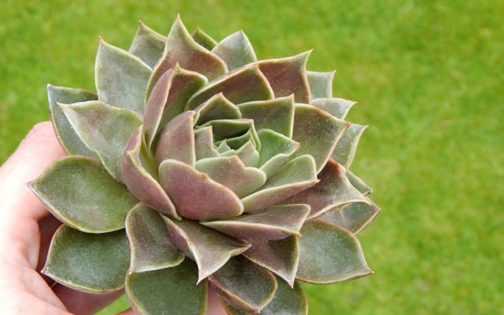 Echeveria Impi - sukulent