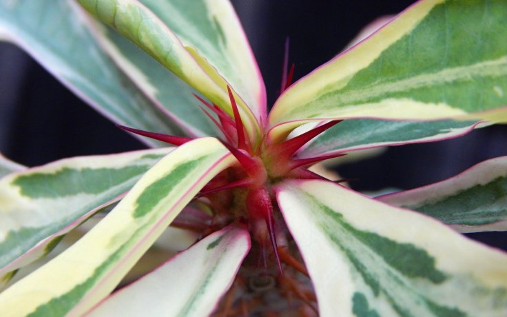 Euphorbia milii variegata - sukulent s trny