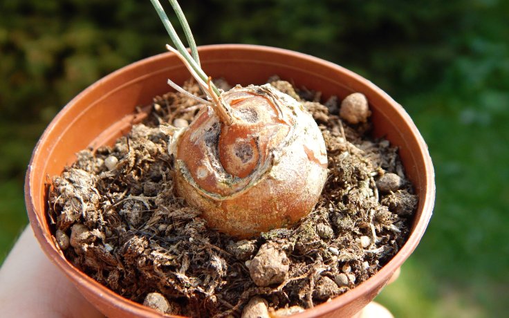 Schizobasis intricata - cibule