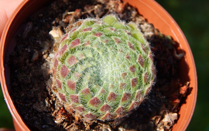 Sempervivum ciliosum