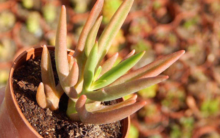 Kalanchoe Green Spider - pokojovka