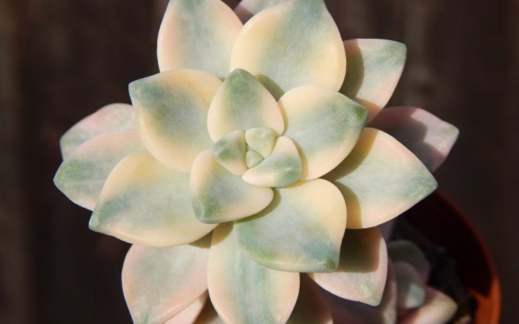 Graptoveria Titubans variegata - panašovaný kříženec