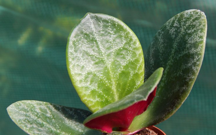 Crassula streyi - red succulents