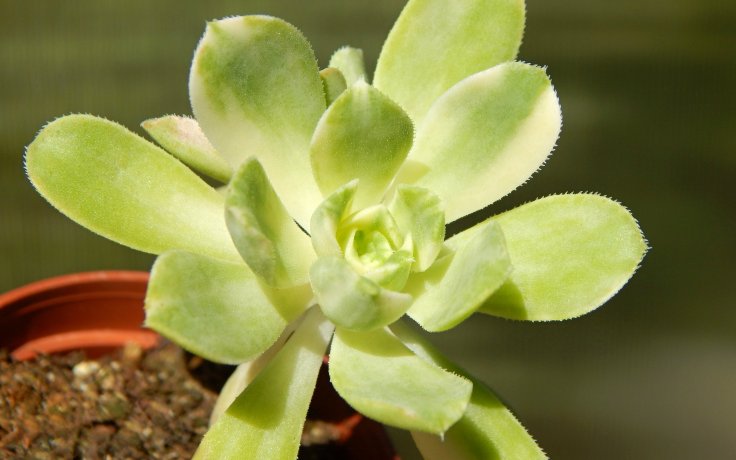 Aeonium castello-paivae Harry Mak