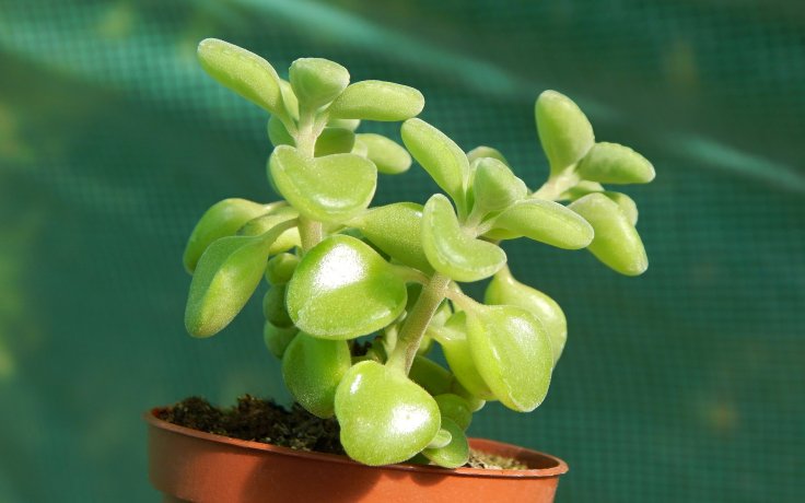 Plectranthus socotranus