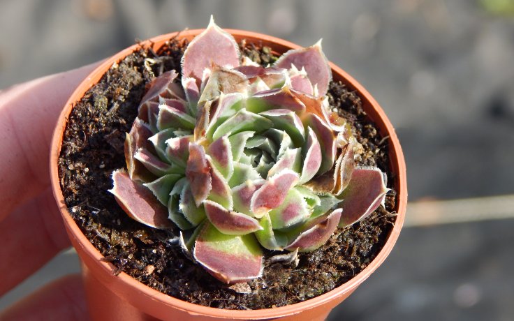 Jovibarba heuffelii Satipo