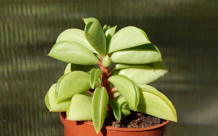 Peperomia Fire Sparks zelená pokojová rostlina na prodej