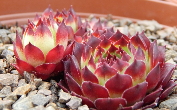 Sempervivum Guillaumes - Francie