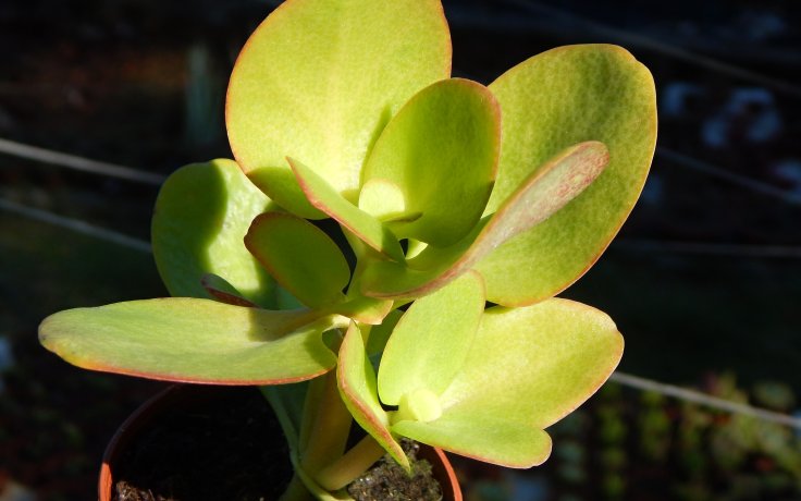 Crassula multicava tlustice