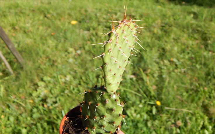 Opuntia macrorhiza
