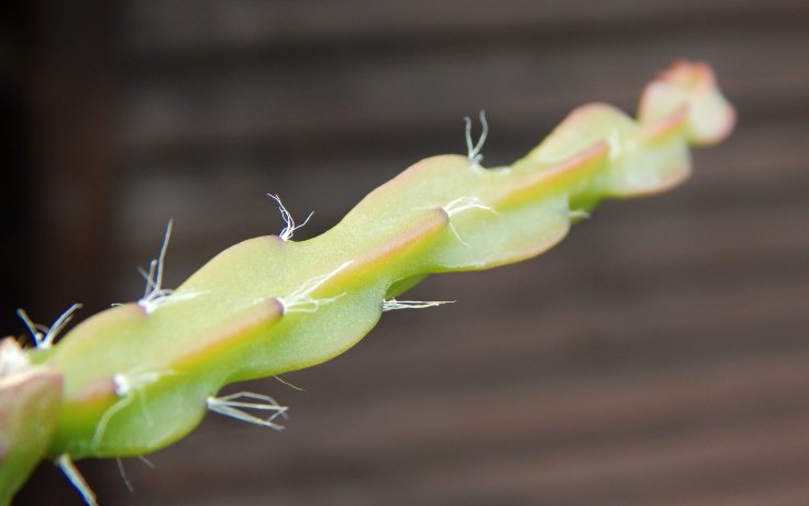 Rhipsalis paradoxa převislý kaktus