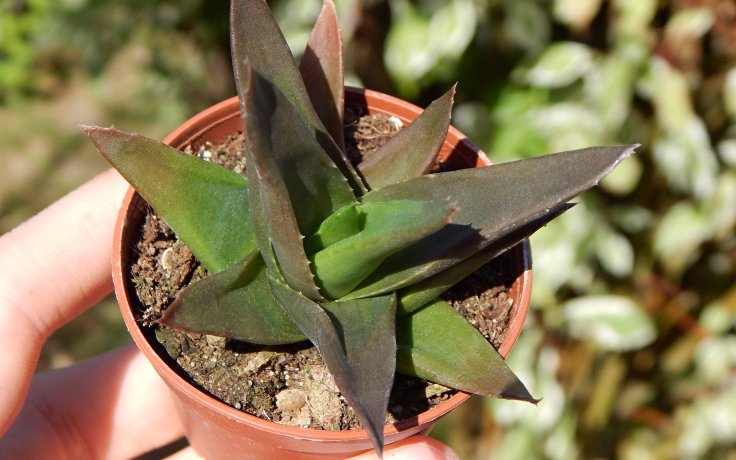 Haworthia pentagona - odolný sukulent