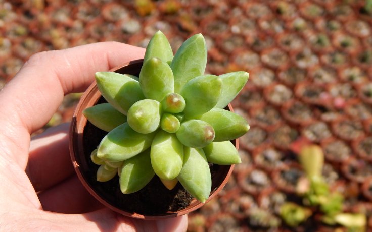 Pachyphytum compactum pokojovka na slunce