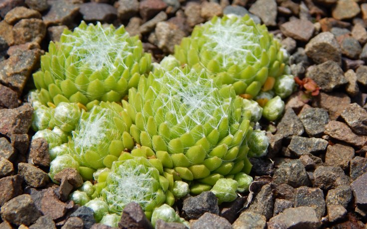 Sempervivum Baby Boo - small cultivar hybrid
