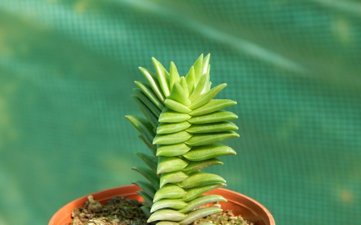 Crassula capitella Pagoda