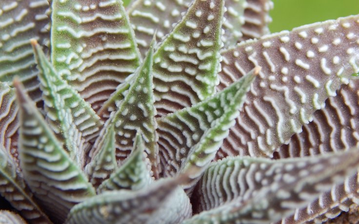 Haworthia limifolia var. striata sukulenty zebra