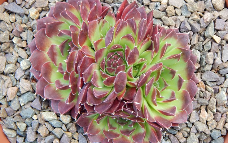 Jovibarba heuffelii Lengai