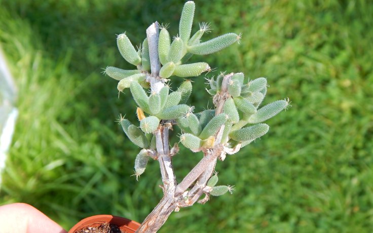 Trichodiadema littlewoodii - bonsaj sukulent