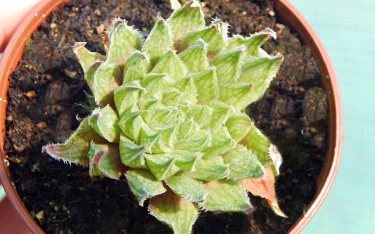 Haworthia maculata malý sukulent