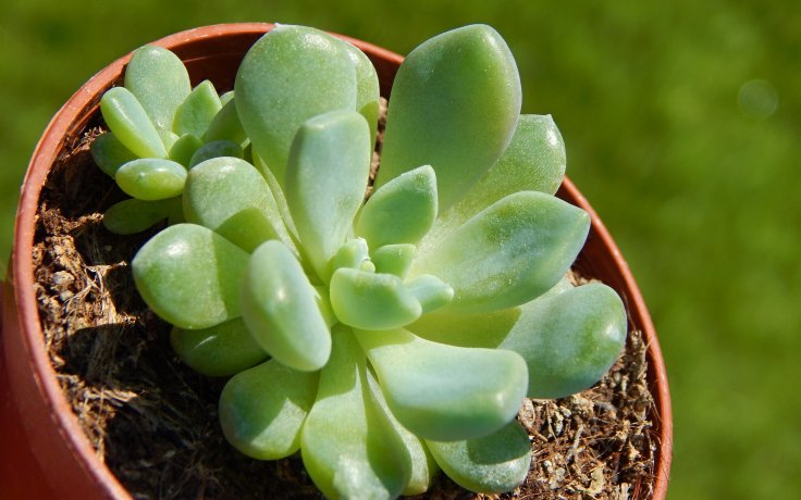 Echeveria subcorymbosa Lau 30 Puebla