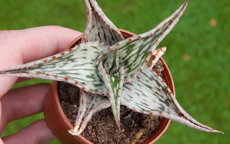 Aloe somaliensis