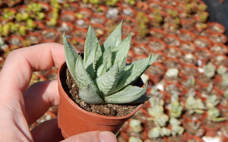 Gasteraloe Grey Ghost sukulenty a kaktusy na prodej