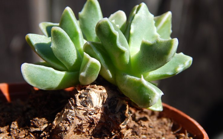 Faucaria bosscheana var. albiflora - sukulent tygří tlamičky