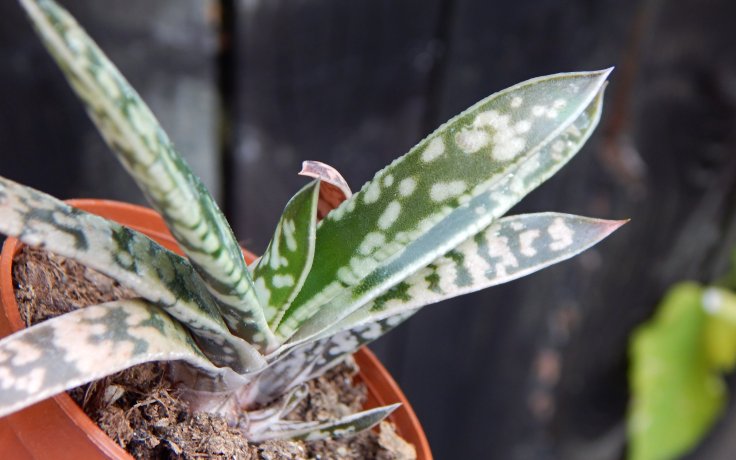 Gasteria bicolor var. fallax - sukulenty a kaktusy