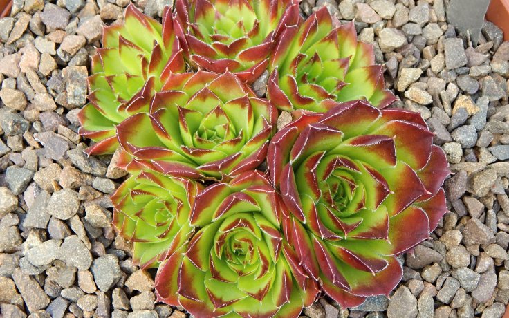 Jovibarba heuffelii Grosser Triumph