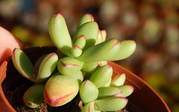 Crassula nudicaulis var. herrei