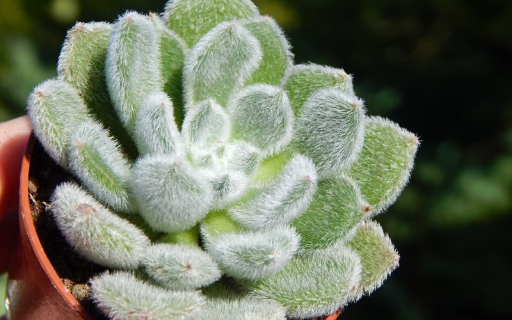 Echeveria Bombycina - chlupatá pokojovka