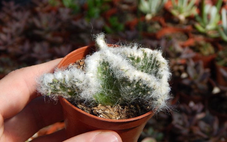Austrocylindropuntia vestita cristata chlupatá pokojovka