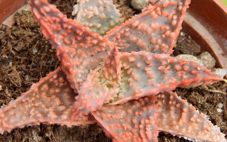 Aloe Dragon Hybrid - malé aloe