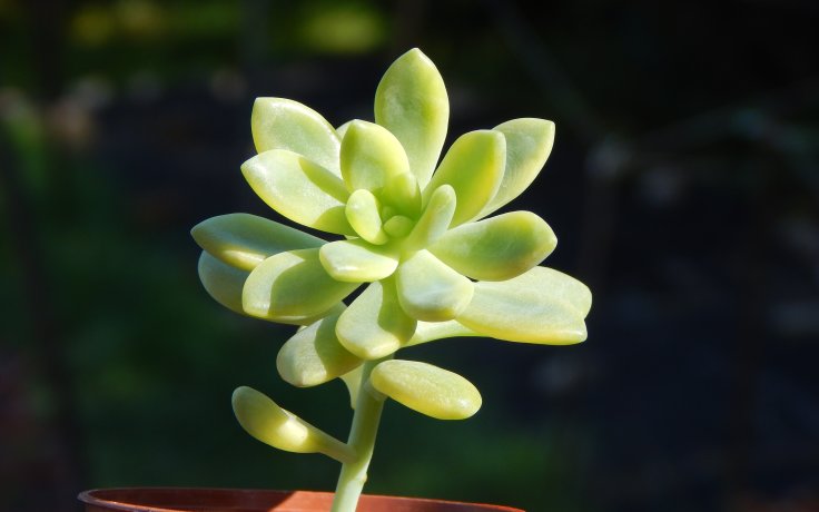 Sedum Alice Evans variegata pokojovka
