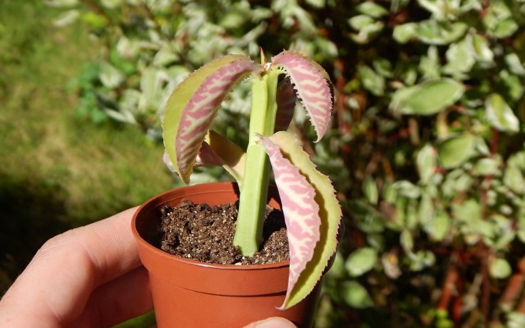 Monadenium coccineum - barevné listy