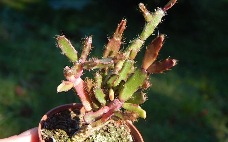 Rhipsalidopsis rosea sukulenty do polostínu