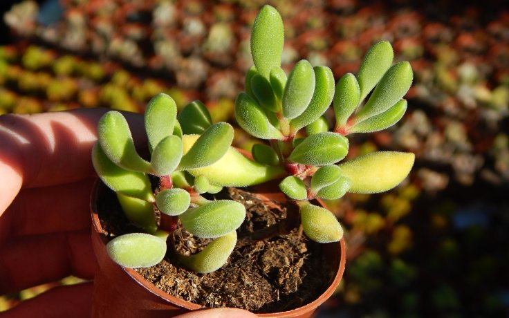 Crassula congesta pokojovka