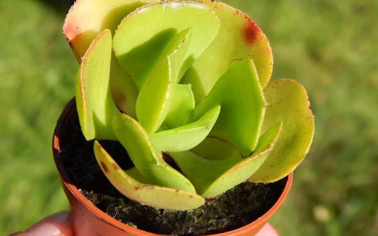 Aeonium glutinosum - succulent