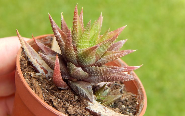Haworthia rugosa - succu and cacti