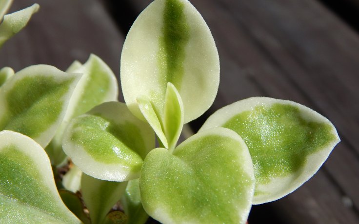 Dorotheanthus bellidiformis variegata