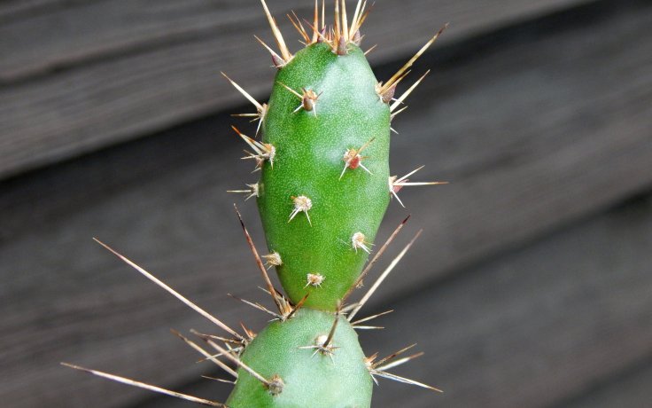 Opuntia fragilis - cold hardy cactus