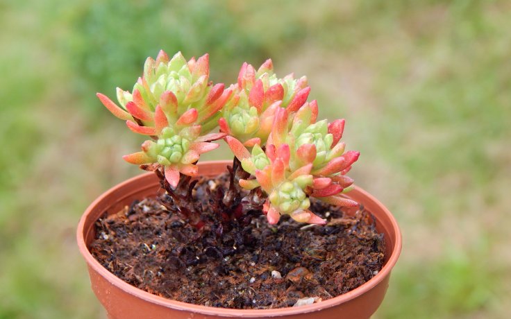 Sedum stenopetalum