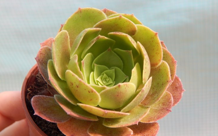 Aeonium Halloween sukulenty