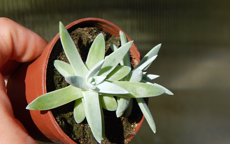 Dudleya greenei White Sprite
