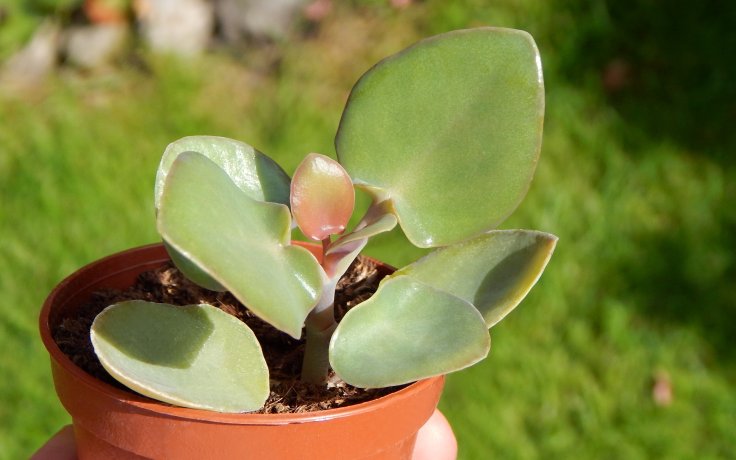 Kalanchoe nyikae - kolopejka