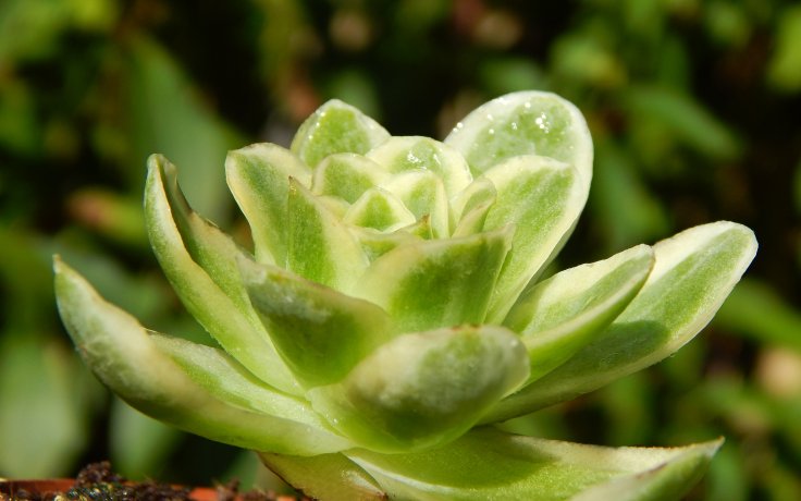 Greenovia aurea variegata - vzácný sukulent