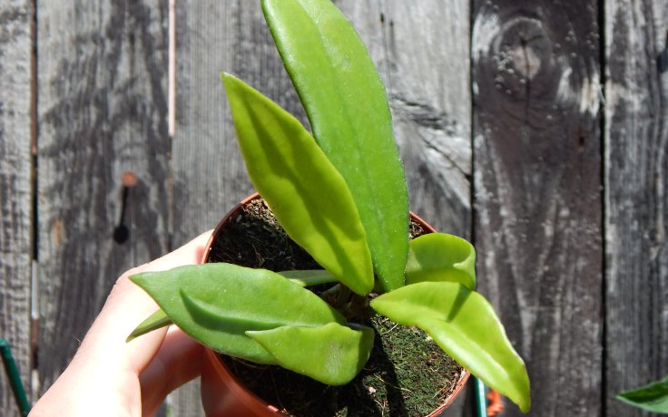 Hoya salweenica