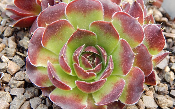 Jovibarba heuffelii Beata succulents